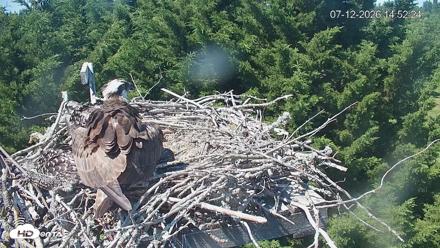 Medina Washington Live Osprey Nest Webcam - Jul 12, 2026, 2:53pm PDT