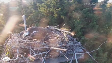 Medina Washington Live Osprey Nest Webcam - Apr 25, 2026, 7:27pm PDT