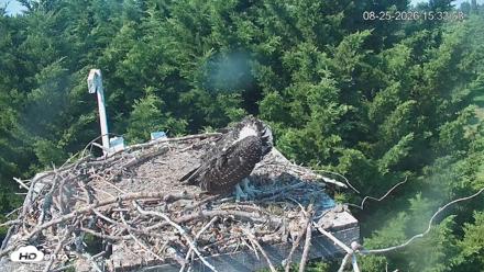 Medina Washington Live Osprey Nest Webcam - Aug 25, 2026, 3:34pm PDT