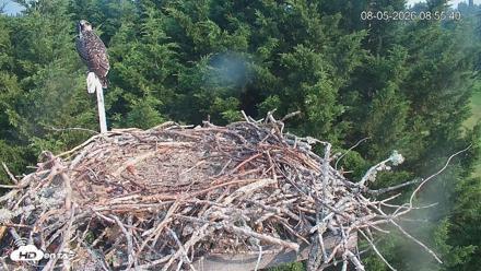 Medina Washington Live Osprey Nest Webcam - Aug 5, 2026, 8:56am PDT