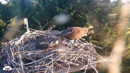 Medina Washington Live Osprey Nest Webcam - Jul 6, 2026, 6:16am PDT