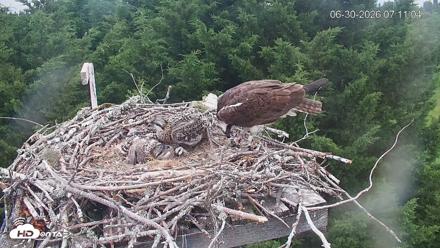 Medina Washington Live Osprey Nest Webcam - Jun 30, 2026, 7:11am PDT