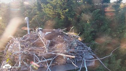 Medina Washington Live Osprey Nest Webcam - Apr 25, 2026, 7:30pm PDT