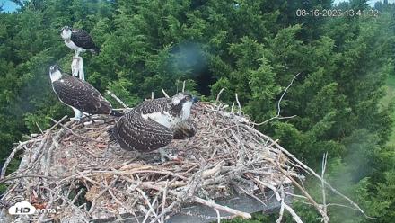 Medina Washington Live Osprey Nest Webcam - Aug 16, 2026, 1:42pm PDT