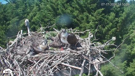 Medina Washington Live Osprey Nest Webcam - Jul 17, 2026, 2:51pm PDT