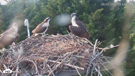 Medina Washington Live Osprey Nest Webcam - Aug 3, 2026, 6:42pm PDT