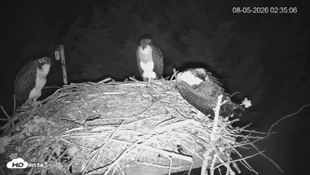 Medina Washington Live Osprey Nest Webcam - Aug 5, 2026, 2:36am PDT