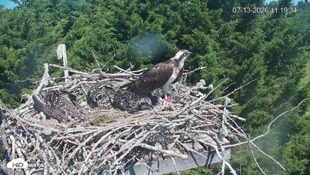 Medina Washington Live Osprey Nest Webcam - Jul 13, 2026, 11:20am PDT