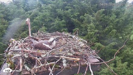 Medina Washington Live Osprey Nest Webcam - Apr 28, 2026, 7:23am PDT