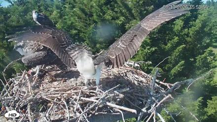 Medina Washington Live Osprey Nest Webcam - Aug 10, 2026, 3:53pm PDT