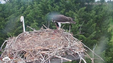 Medina Washington Live Osprey Nest Webcam - Aug 16, 2026, 9:38am PDT