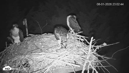 Medina Washington Live Osprey Nest Webcam - Aug 1, 2026, 11:03pm PDT