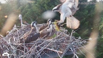 Medina Washington Live Osprey Nest Webcam - Jul 20, 2026, 7:59pm PDT