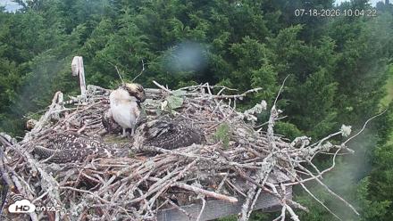 Medina Washington Live Osprey Nest Webcam - Jul 18, 2026, 10:05am PDT