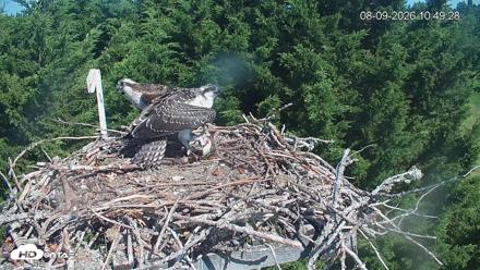 Medina Washington Live Osprey Nest Webcam - Aug 9, 2026, 10:50am PDT