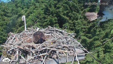 Medina Washington Live Osprey Nest Webcam - May 3, 2026, 12:14pm PDT