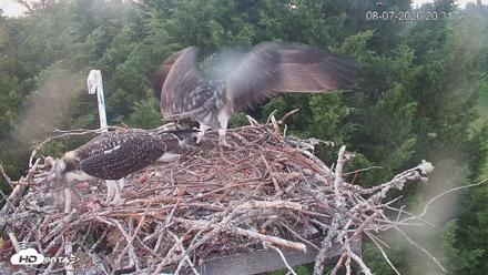 Medina Washington Live Osprey Nest Webcam - Aug 7, 2026, 8:32pm PDT