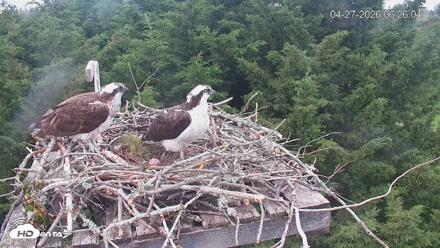 Medina Washington Live Osprey Nest Webcam - Apr 27, 2026, 6:27am PDT