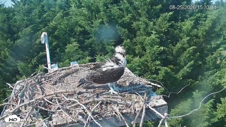 Medina Washington Live Osprey Nest Webcam - Aug 25, 2026, 3:34pm PDT