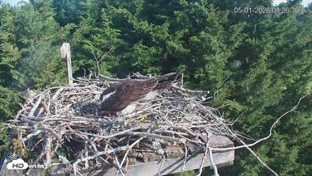 Medina Washington Live Osprey Nest Webcam - May 1, 2026, 8:27am PDT