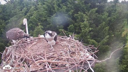 Medina Washington Live Osprey Nest Webcam - Aug 23, 2026, 6:30am PDT