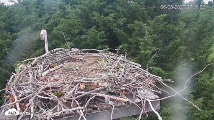 Medina Washington Live Osprey Nest Webcam - Jun 8, 2026, 7:28am PDT