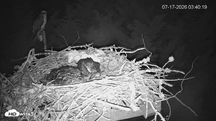 Medina Washington Live Osprey Nest Webcam - Jul 17, 2026, 3:41am PDT