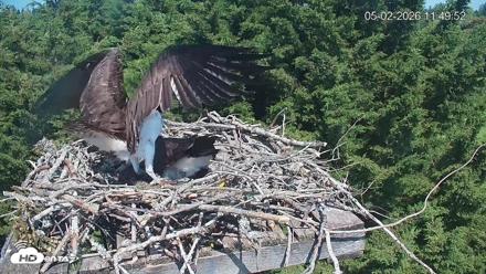 Medina Washington Live Osprey Nest Webcam - May 2, 2026, 11:50am PDT