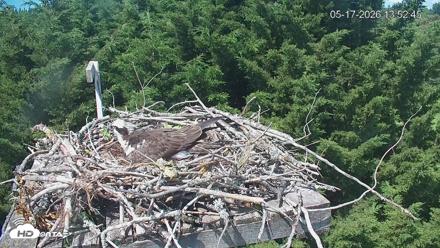 Medina Washington Live Osprey Nest Webcam - May 17, 2026, 1:53pm PDT