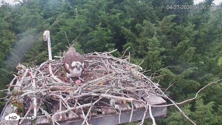 Medina Washington Live Osprey Nest Webcam - Apr 27, 2026, 6:28am PDT