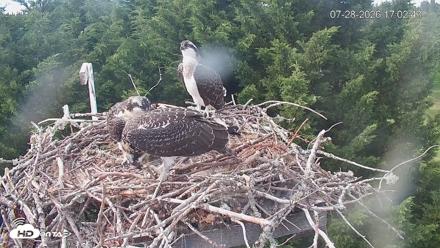 Medina Washington Live Osprey Nest Webcam - Jul 28, 2026, 5:03pm PDT