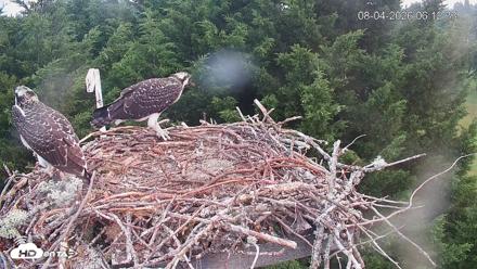 Medina Washington Live Osprey Nest Webcam - Aug 4, 2026, 6:14am PDT