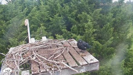 Medina Washington Live Osprey Nest Webcam - Sep 18, 2026, 9:48am PDT