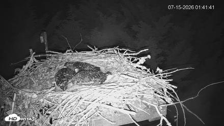 Medina Washington Live Osprey Nest Webcam - Jul 15, 2026, 1:42am PDT