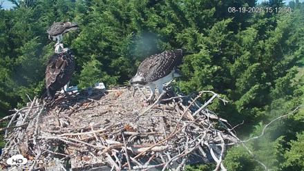 Medina Washington Live Osprey Nest Webcam - Aug 19, 2026, 3:13pm PDT