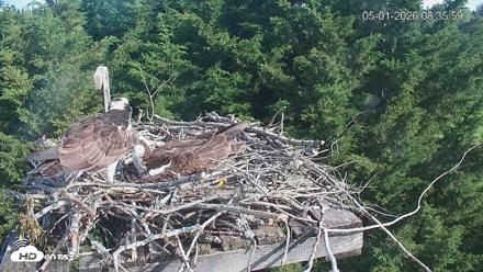 Medina Washington Live Osprey Nest Webcam - May 1, 2026, 8:36am PDT
