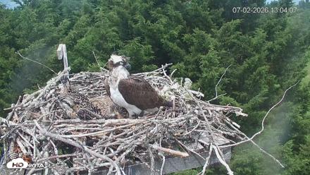 Medina Washington Live Osprey Nest Webcam - Jul 2, 2026, 1:04pm PDT