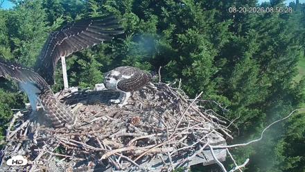 Medina Washington Live Osprey Nest Webcam - Aug 20, 2026, 8:57am PDT