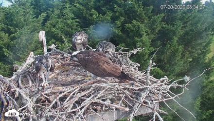 Medina Washington Live Osprey Nest Webcam - Jul 20, 2026, 8:35am PDT