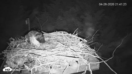 Medina Washington Live Osprey Nest Webcam - Apr 28, 2026, 9:43pm PDT