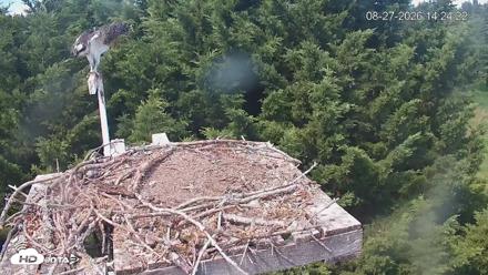 Medina Washington Live Osprey Nest Webcam - Aug 27, 2026, 2:25pm PDT