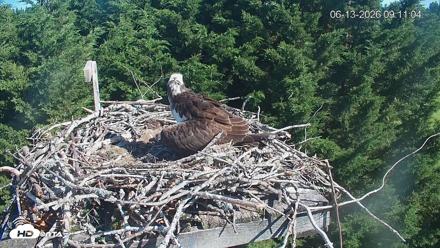 Medina Washington Live Osprey Nest Webcam - Jun 13, 2026, 9:12am PDT