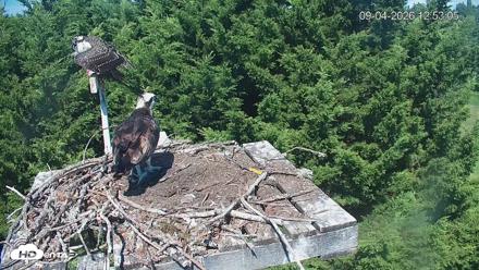 Medina Washington Live Osprey Nest Webcam - Sep 4, 2026, 12:54pm PDT