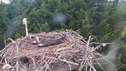 Medina Washington Live Osprey Nest Webcam - Aug 1, 2026, 8:33am PDT