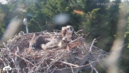Medina Washington Live Osprey Nest Webcam - Jul 25, 2026, 6:22pm PDT