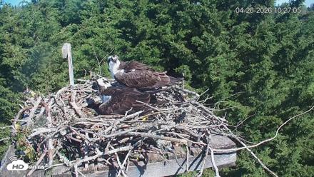 Medina Washington Live Osprey Nest Webcam - Apr 26, 2026, 10:27am PDT