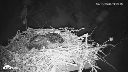 Medina Washington Live Osprey Nest Webcam - Jul 18, 2026, 3:29am PDT