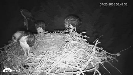 Medina Washington Live Osprey Nest Webcam - Jul 25, 2026, 3:50am PDT