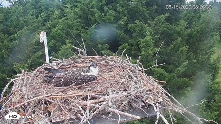 Medina Washington Live Osprey Nest Webcam - Aug 15, 2026, 8:27am PDT