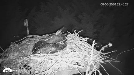 Medina Washington Live Osprey Nest Webcam - Aug 5, 2026, 10:46pm PDT